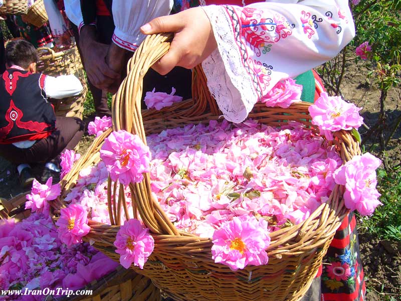 Festival-of-Rose-Water-in-Iran