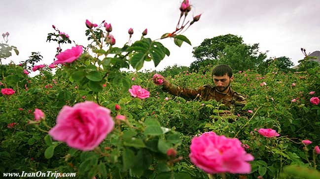 Rose water In Kashan Iran