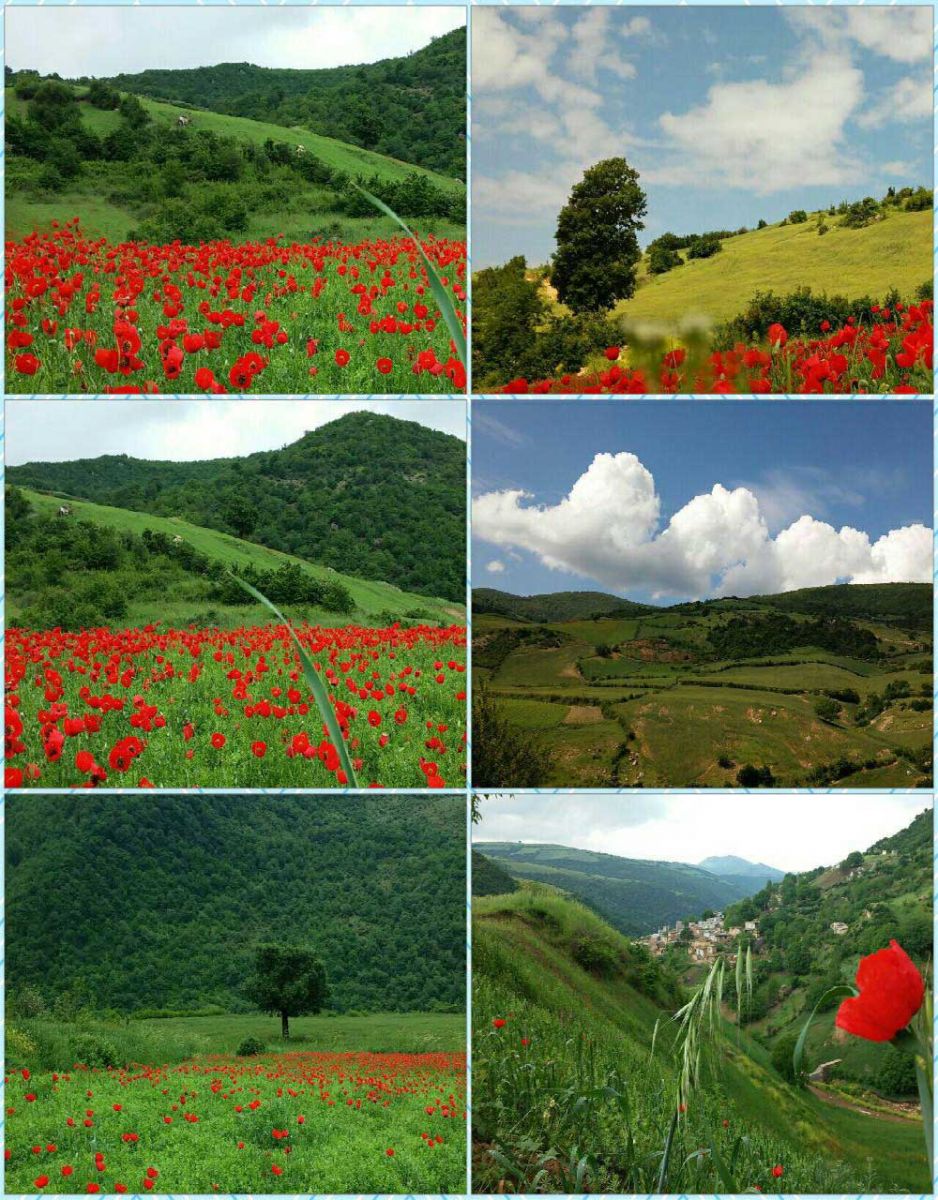 Anemones plain, padoldol village, Galikesh of Golestan - Golestan Tourist Attractions